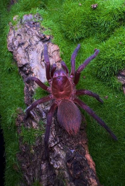 Juvenile female Citharacanthus Cyaneus tarantula close up front side 