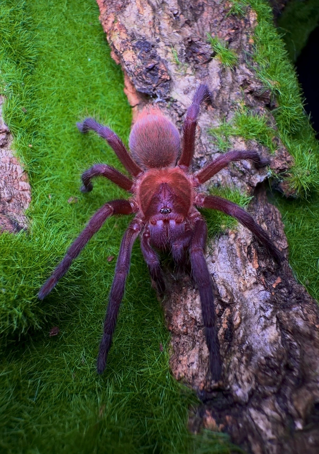 C. Cyaneus - Orange/Violet Maksed tarantula for sale - Juvenile female on green grass background 