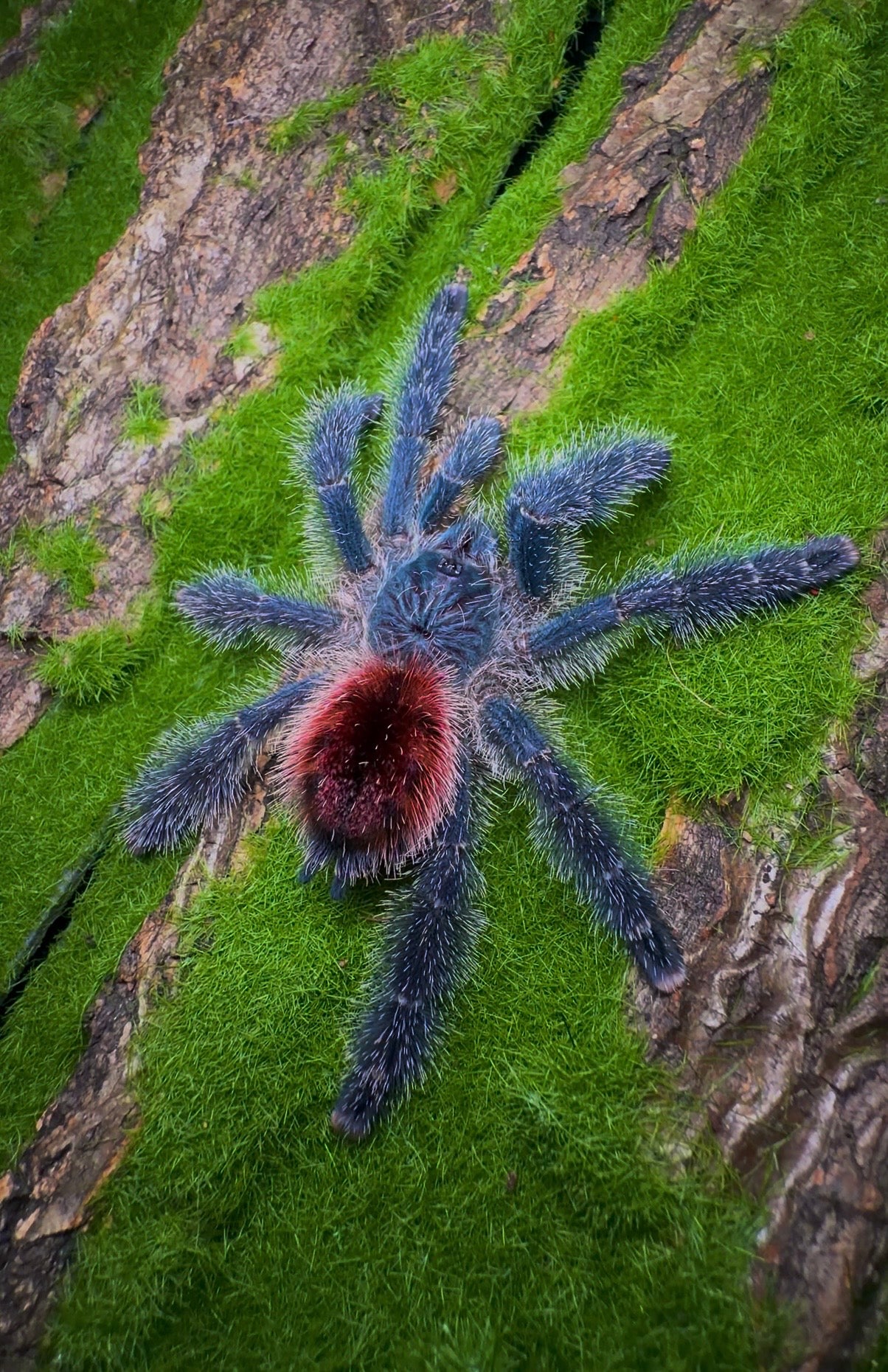 Ultimate Pinktoe Collector Bundle - A. Variegata + Royal Purple Pinktoe + White Hair