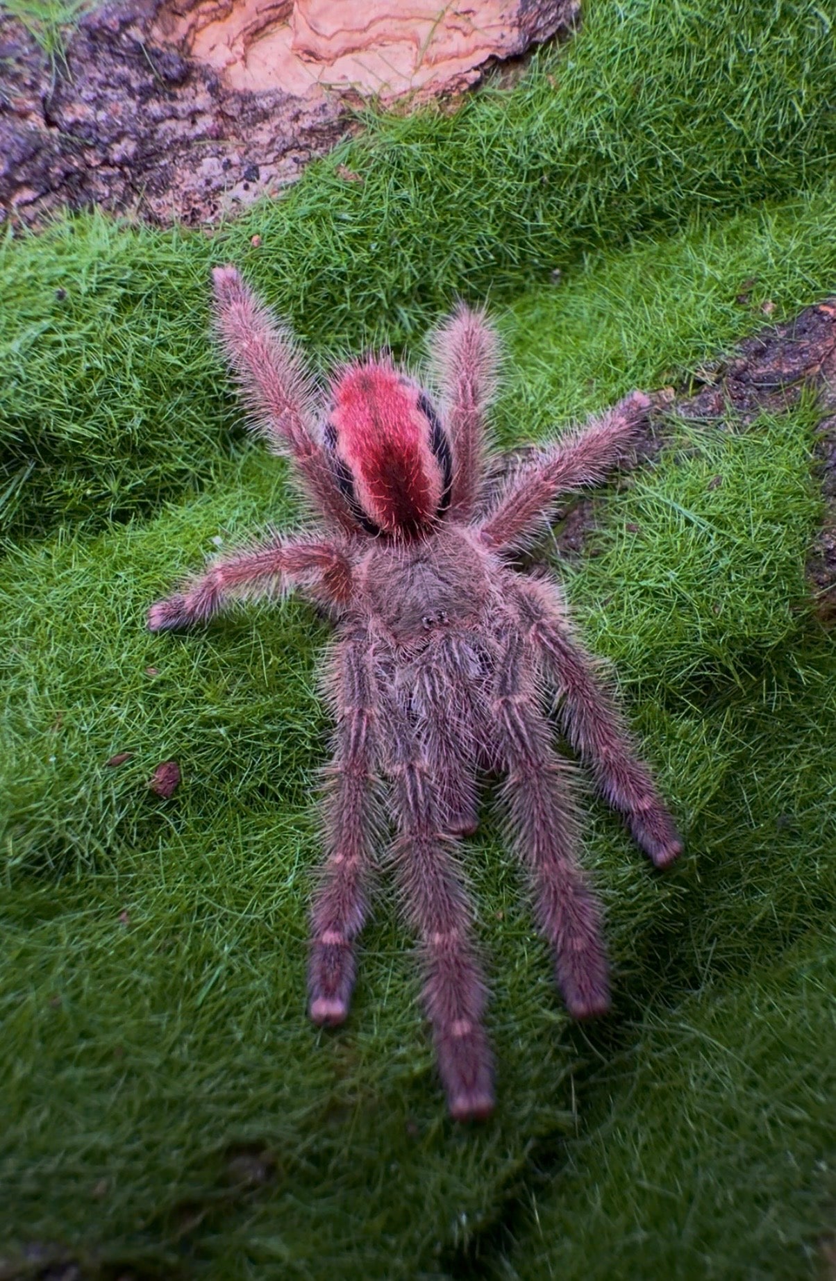 Pink tarantula on green grass background - Iridopelma hirsutum 