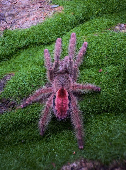 Irrodepelma hirsutum juvenile tarantula for sale 