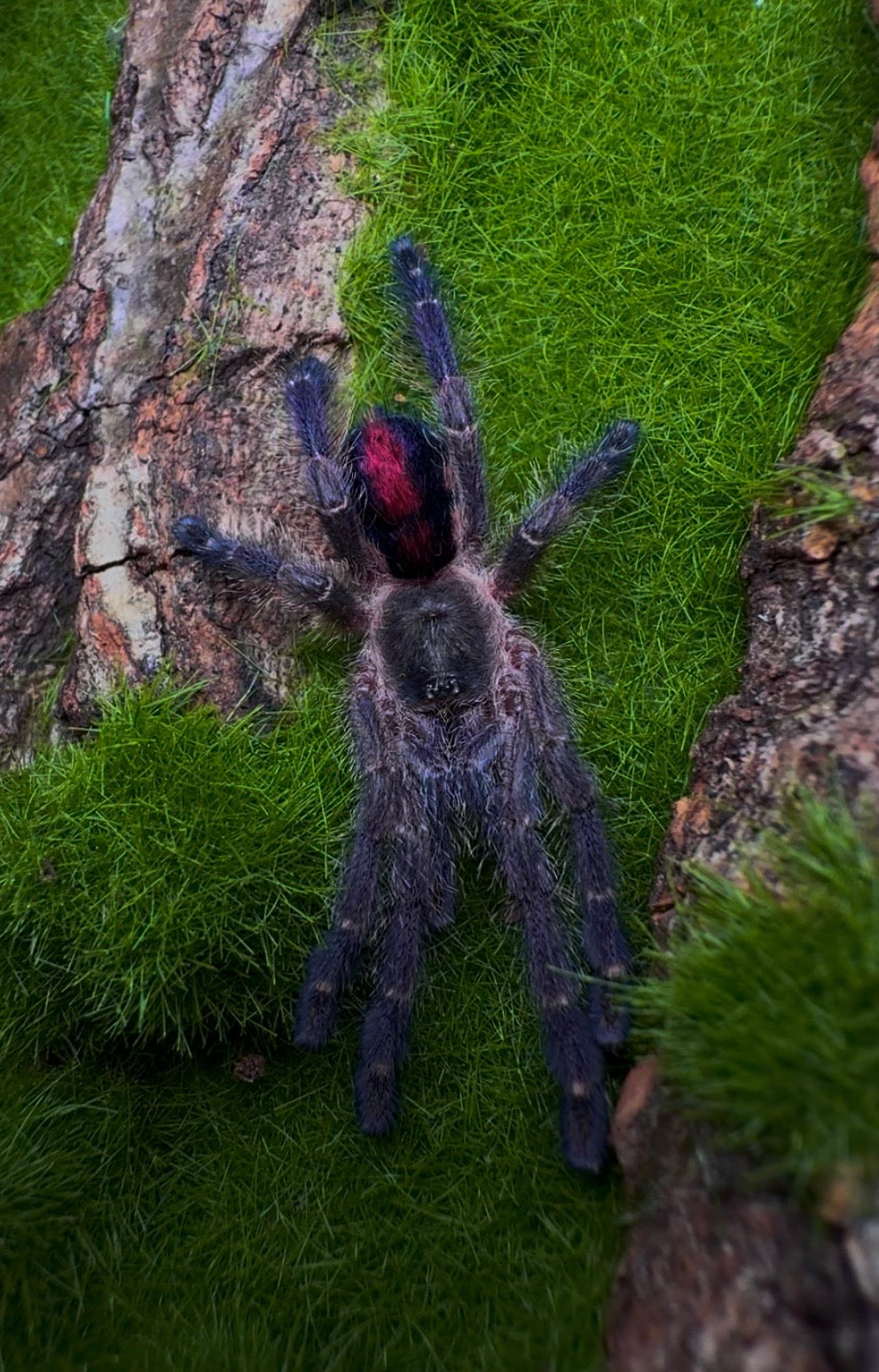 Ybropora gamba tarantula for sale 