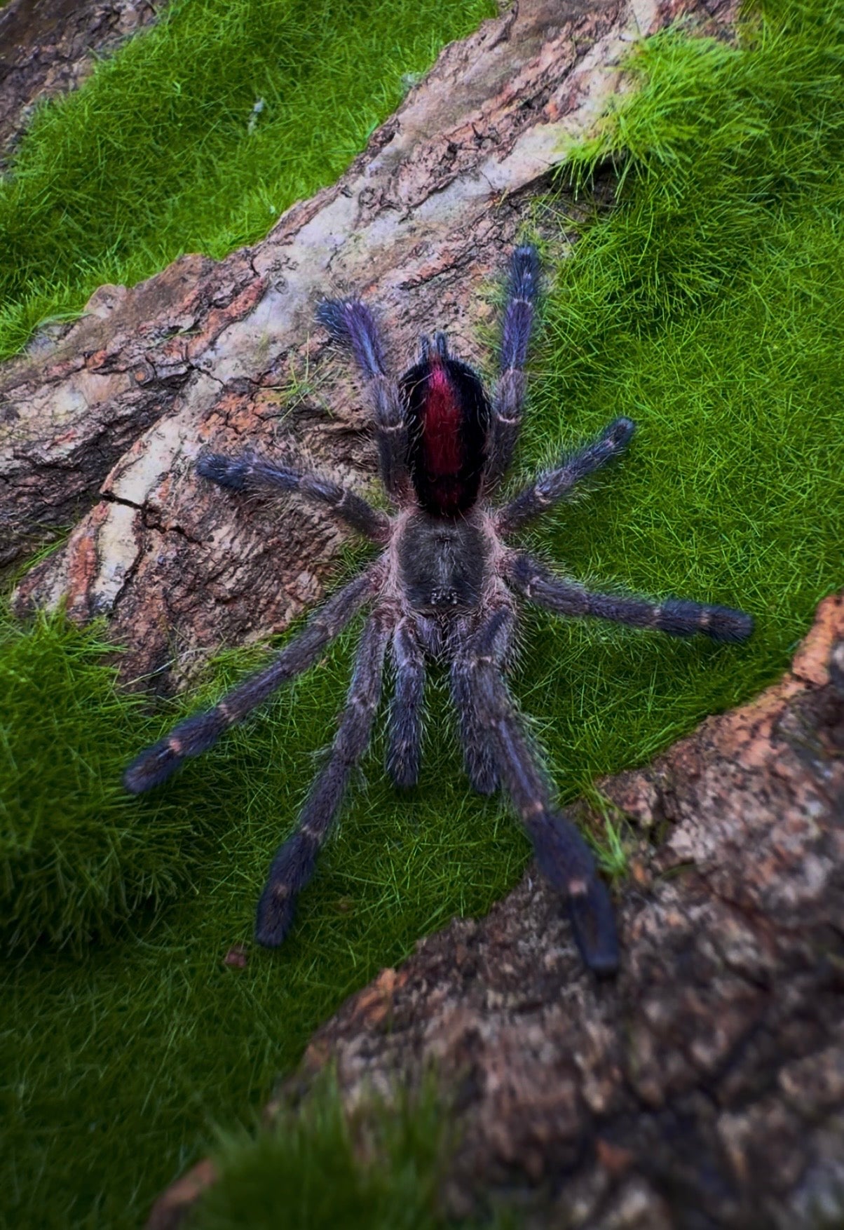 Ybropora gamba juvenile tarantula - purple diamond pinktoe 