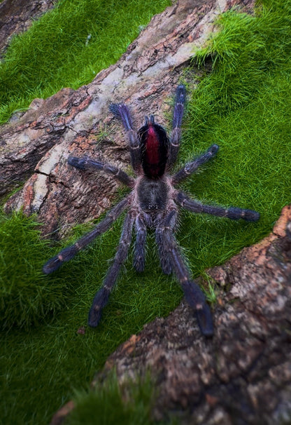 Ybropora gamba juvenile tarantula - purple diamond pinktoe 