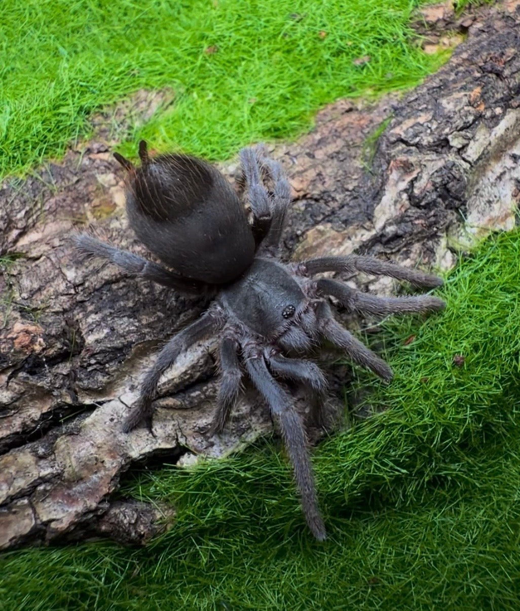 3 year old juvenile Aphonopelma moorea for sale! Slow growing tarantula grass