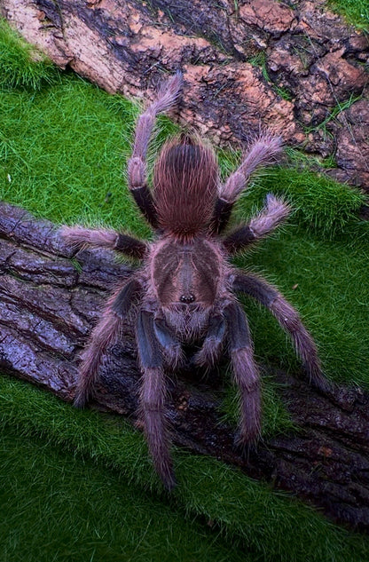 Acanthoscurria maga - Molten Ruby Bird-Eater - Female For Sale