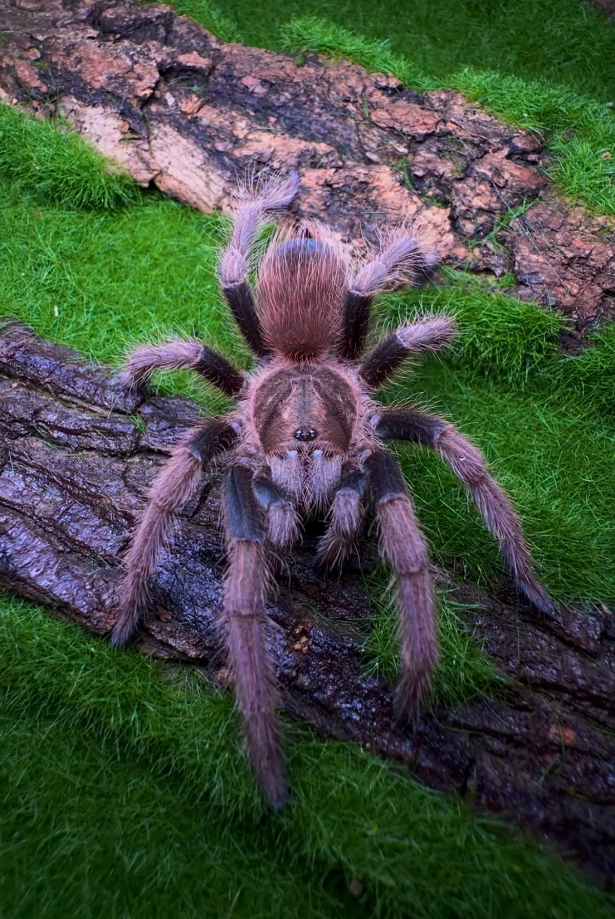 Acanthoscurria maga - Molten Ruby Bird-Eater - Female For Sale