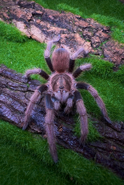 Acanthoscurria maga - Molten Ruby Bird-Eater - Female For Sale