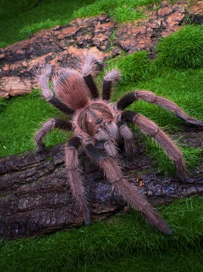 Acanthoscurria maga - Molten Ruby Bird-Eater - Female For Sale