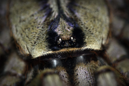 Poecilotheria fasciata - Sri Lankan Ornamental - EXTREMELY RARE!