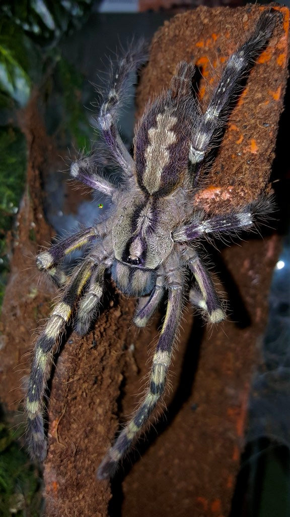 Poecilotheria fasciata - Sri Lankan Ornamental - EXTREMELY RARE!