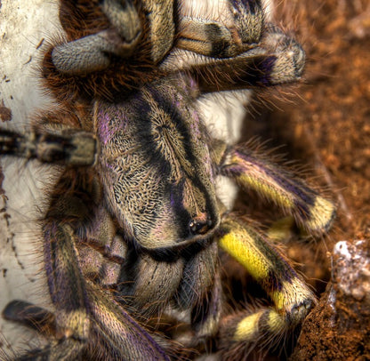 Poecilotheria fasciata - Sri Lankan Ornamental - EXTREMELY RARE!