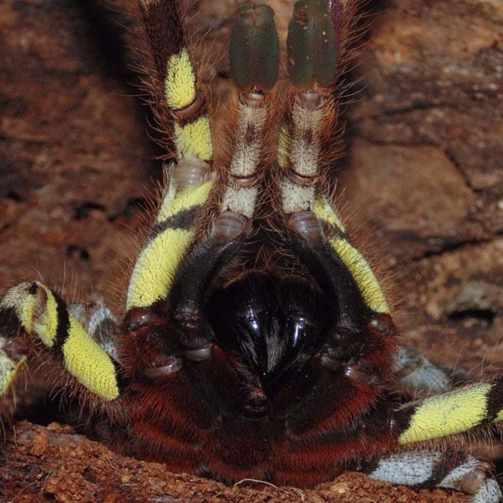 Poecilotheria fasciata - Sri Lankan Ornamental - EXTREMELY RARE!