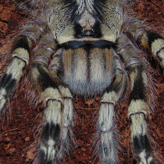 Poecilotheria fasciata - Sri Lankan Ornamental - EXTREMELY RARE!