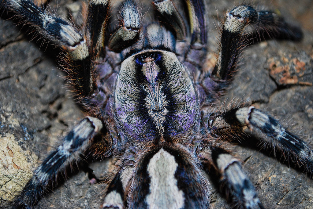 Poecilotheria fasciata - Sri Lankan Ornamental - EXTREMELY RARE!