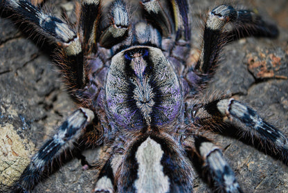 Poecilotheria fasciata - Sri Lankan Ornamental - EXTREMELY RARE!
