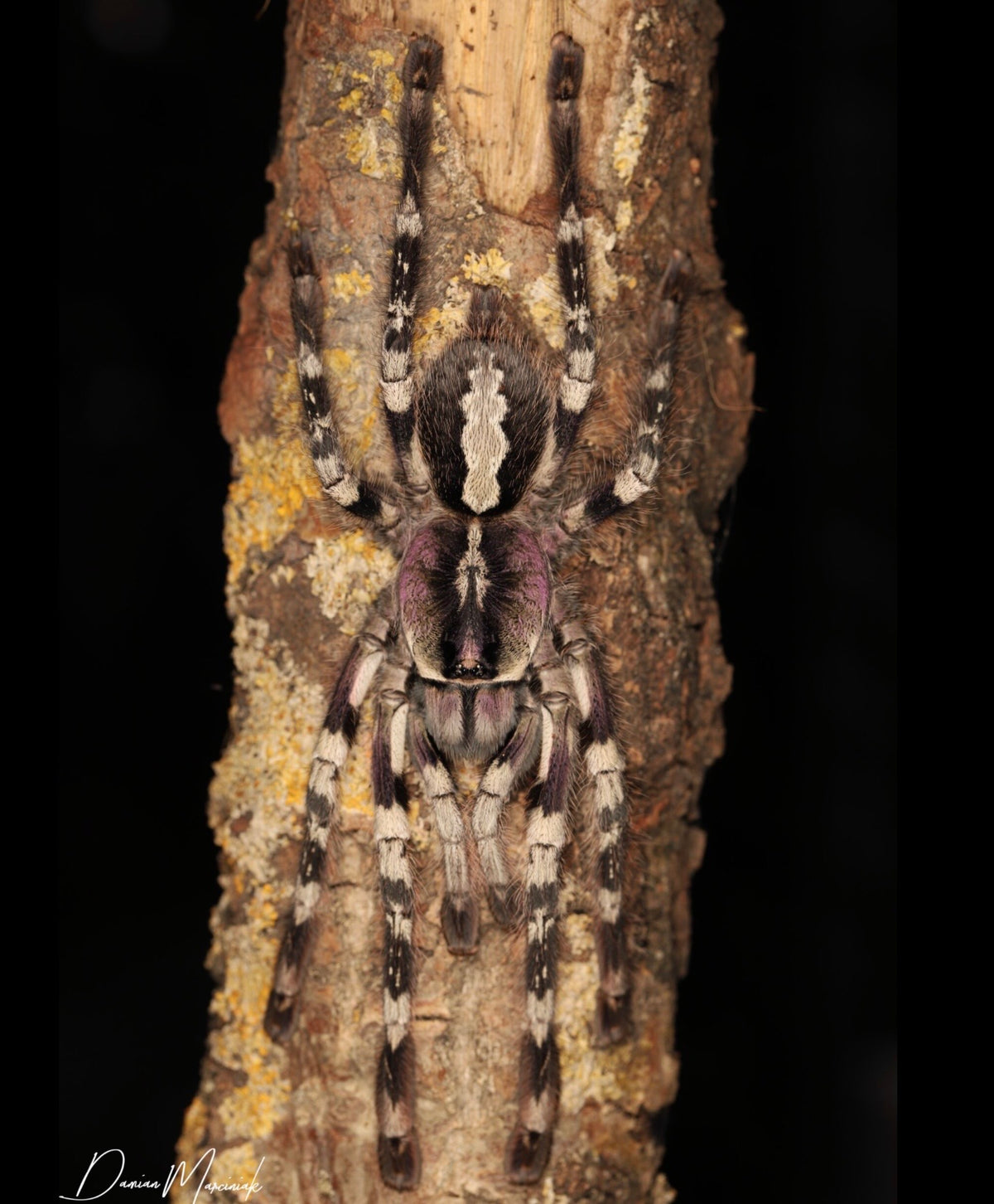 Poecilotheria vittata - Ghost Ornamental - 7 inch Female - For Sale