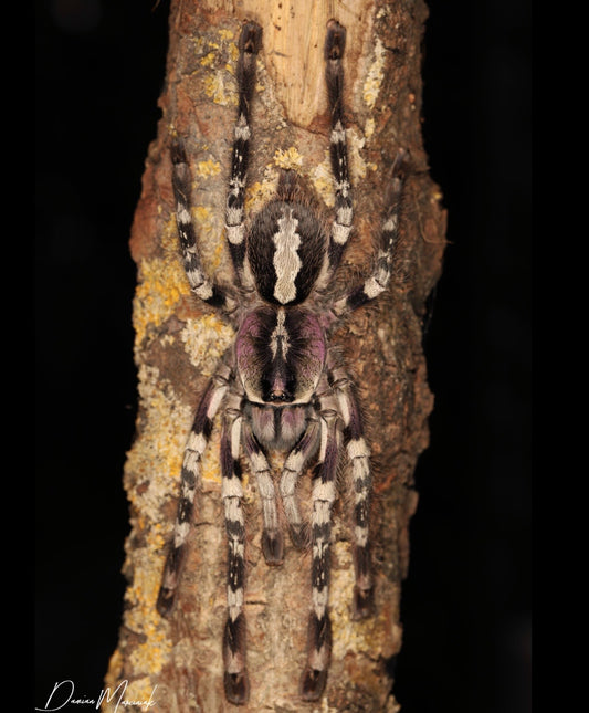 Poecilotheria vittata - Ghost Ornamental - 7 inch Female - For Sale