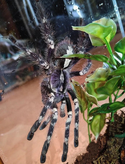 Poecilotheria vittata - Ghost Ornamental - 7 inch Female - For Sale