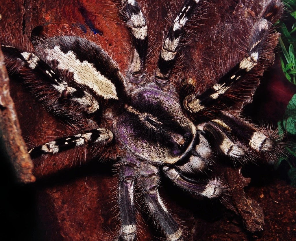 Poecilotheria Striata - Mysore Ornamental - Female For Sale