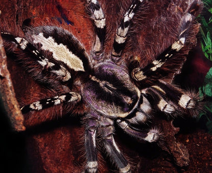 Poecilotheria Striata - Mysore Ornamental - Female For Sale