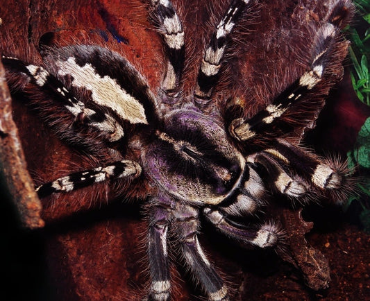 Poecilotheria Striata - Mysore Ornamental - Female For Sale