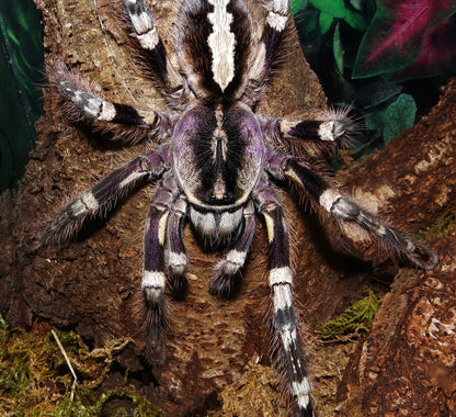 Poecilotheria Striata - Mysore Ornamental - Female For Sale