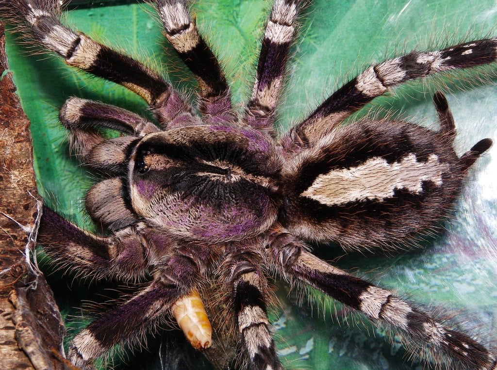 Poecilotheria Striata - Mysore Ornamental - Female For Sale