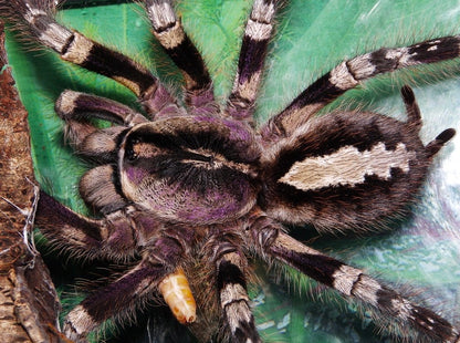 Poecilotheria Striata - Mysore Ornamental - Female For Sale