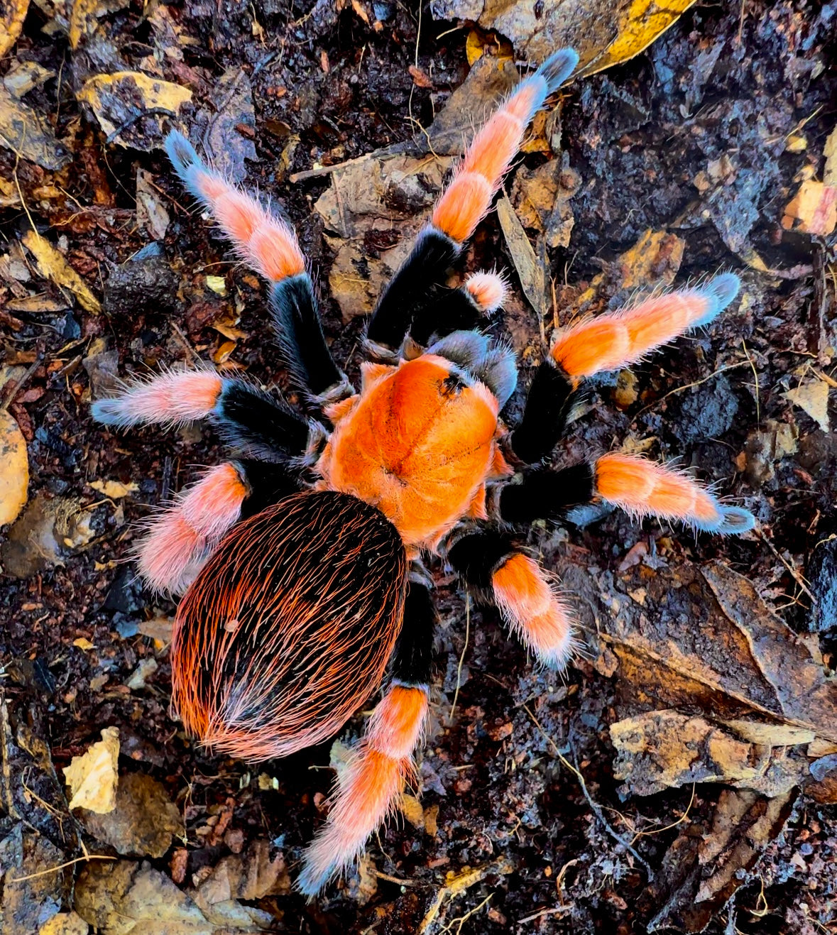 Aphonopelma Bicoloratum - Mexican Blood Leg Tarantula for sale! 