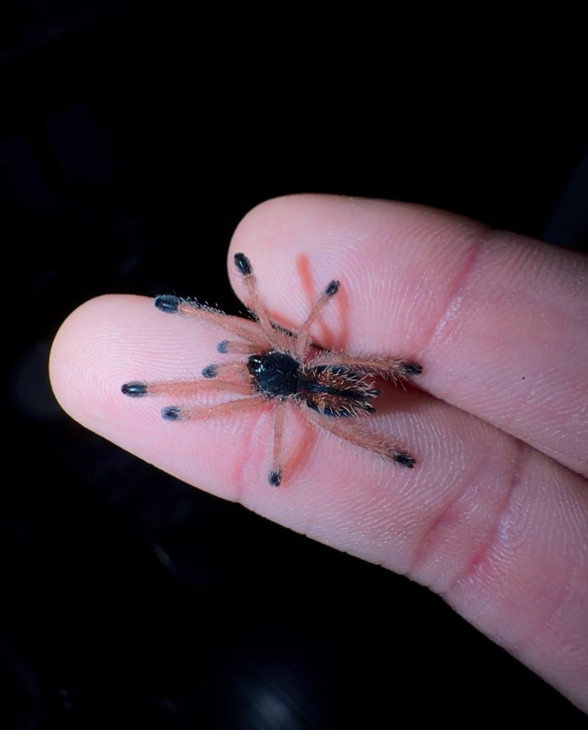 Avicularia metallica “White Hair” - Giant Metallic Pinktoe - For Sale!