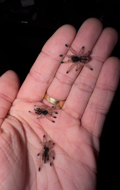 Avicularia metallica “White Hair” - Giant Metallic Pinktoe - For Sale!
