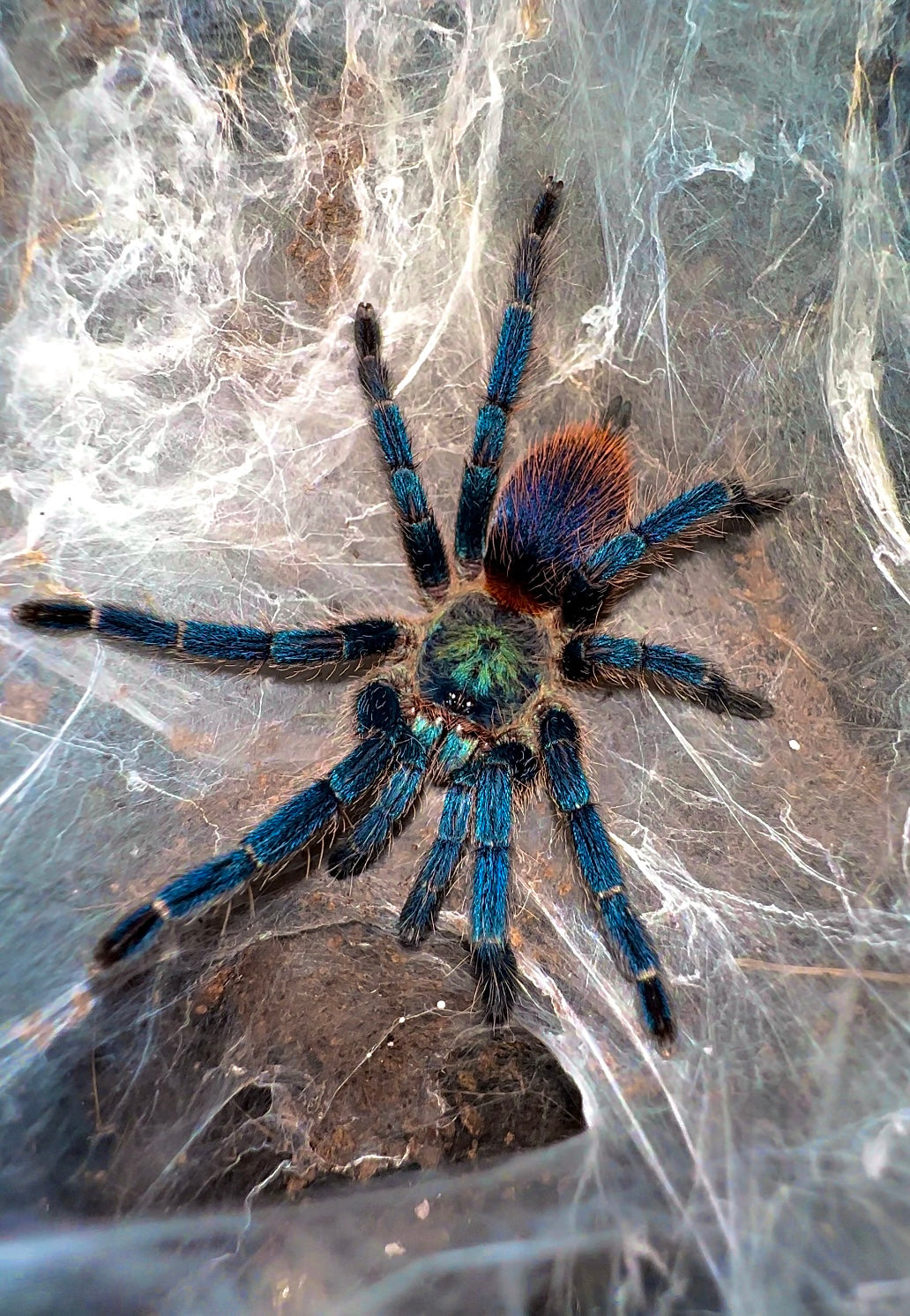 Dolichothele diamantinensis Female on its web 
