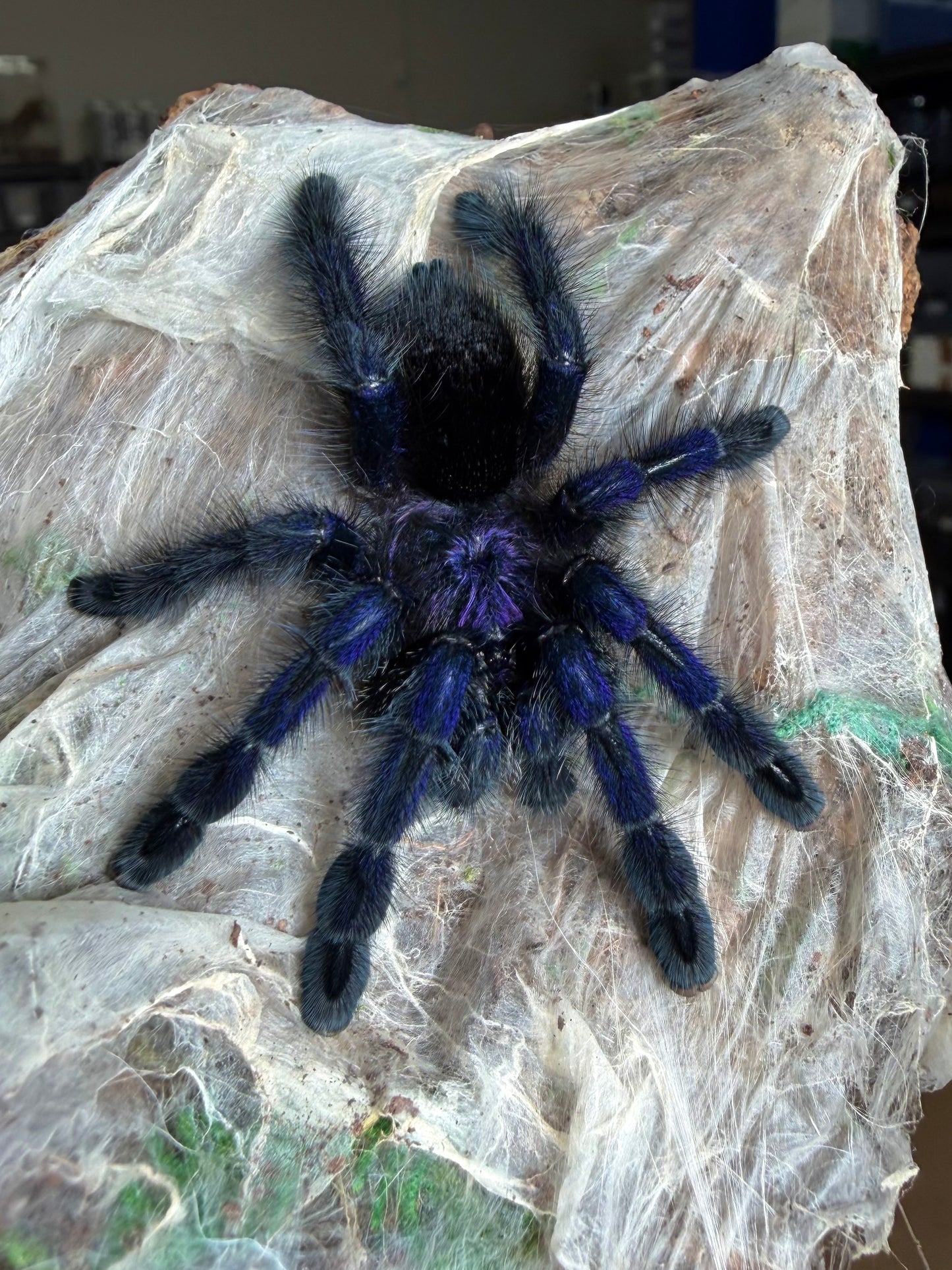 Ultimate Pinktoe Collector Bundle - A. Variegata + Royal Purple Pinktoe + White Hair