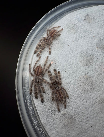 Poecilotheria regalis - Indian Ornamental - Communal For Sale!