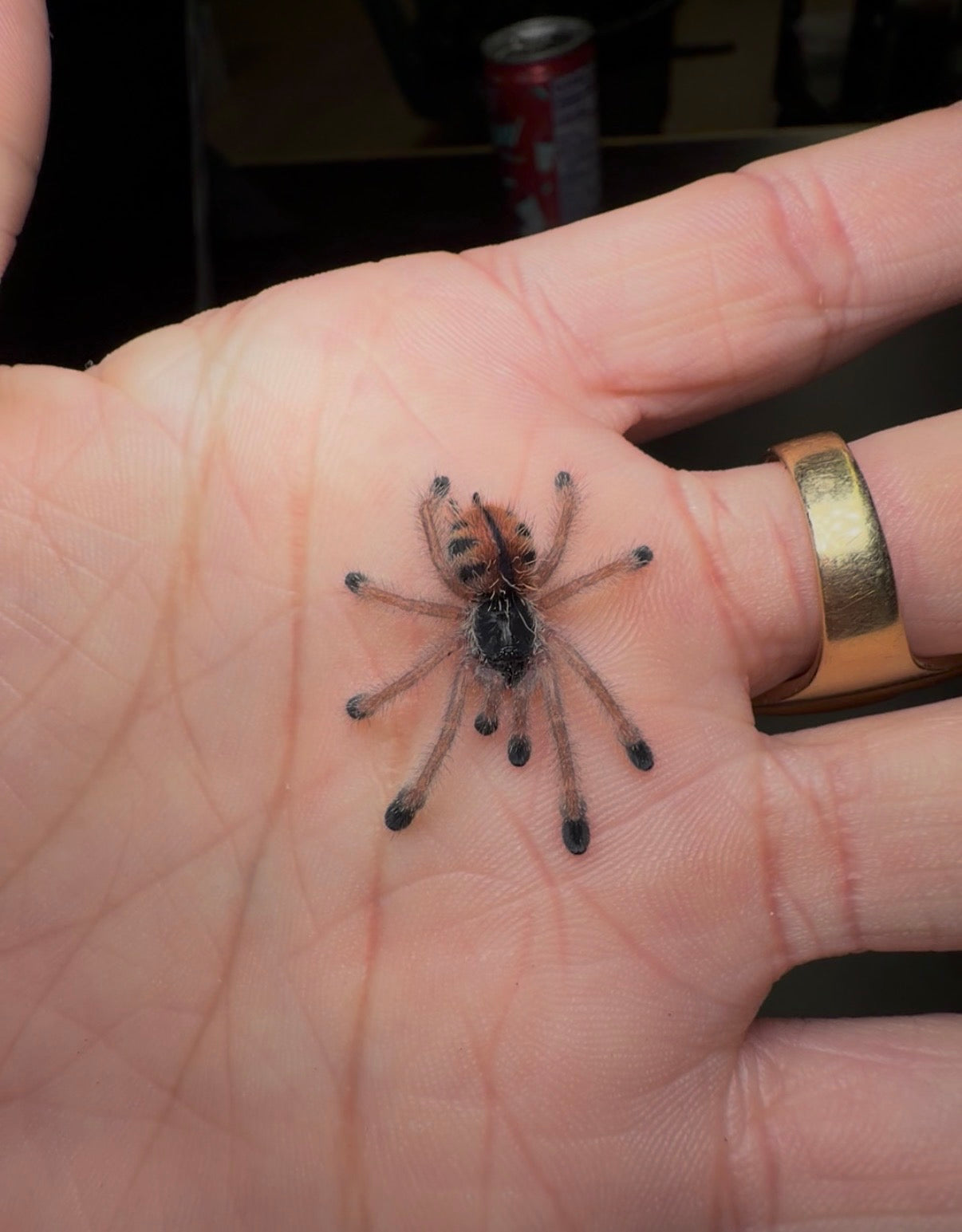 Ultimate Pinktoe Collector Bundle - A. Variegata + Royal Purple Pinktoe + White Hair