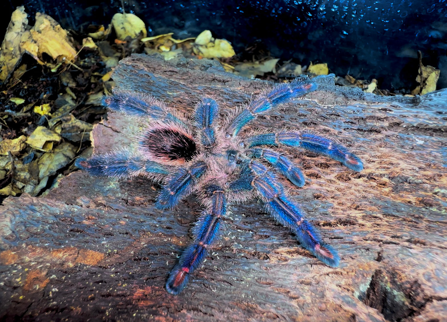 Adult Female Ybyrapora divercipes - Amazon Sapphire PinkToe Tarantula 