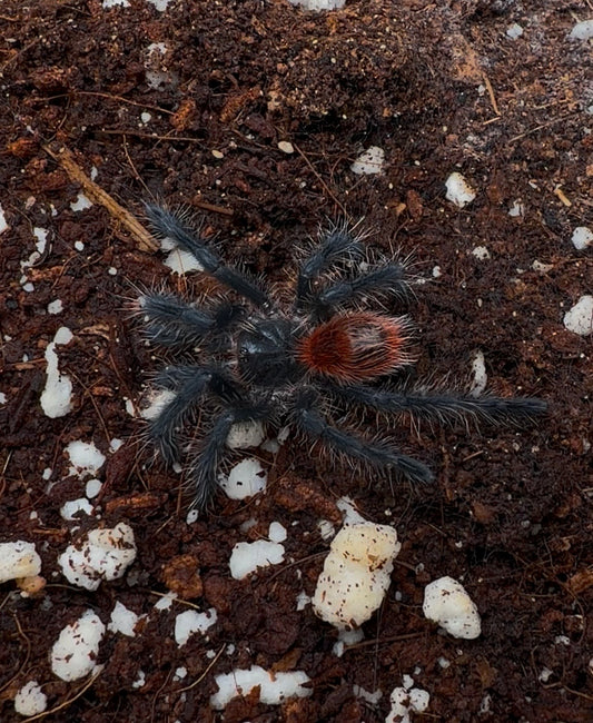 🎁 Free With Orders 215+ - Grammostola iheringi - 1.5 inch Well Started!