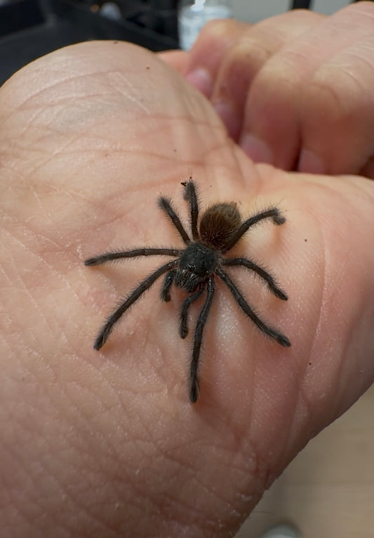 🎁 Free With Orders 215+ - Grammostola Actaeon - 1.5 inch Well Started!