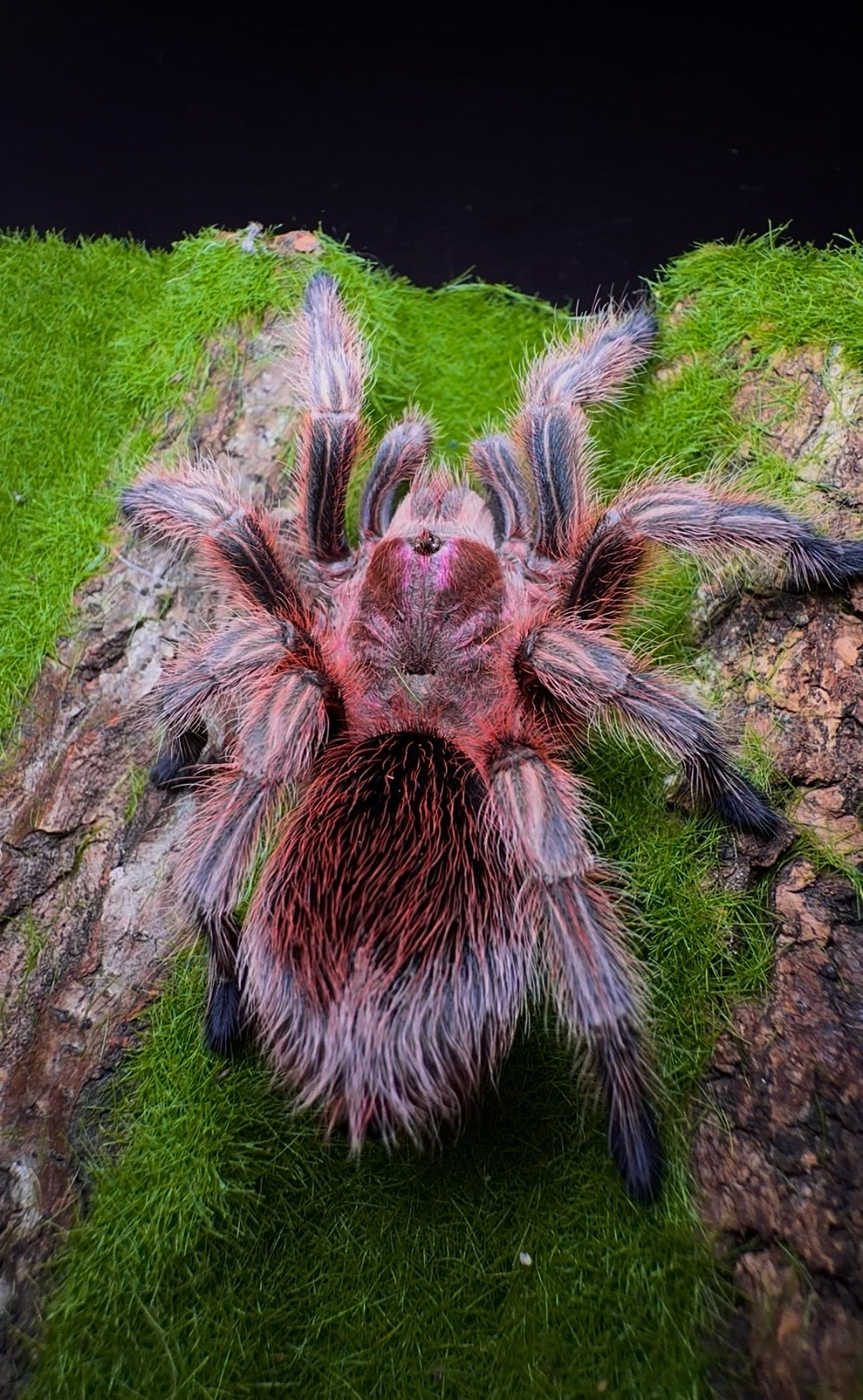 Grammostola rosea RCF - True Chilean Rose Hair - For Sale!
