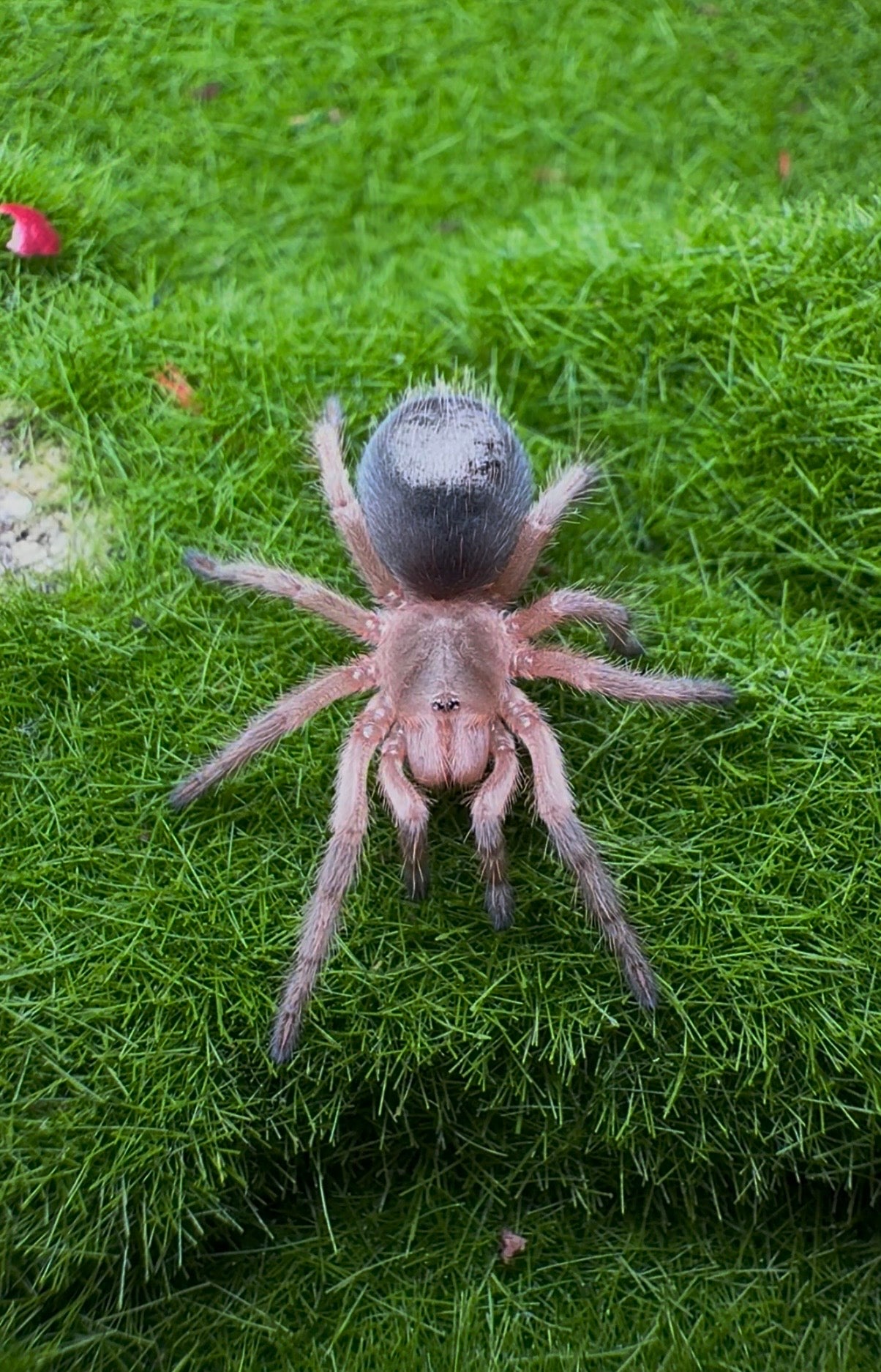 Grammostola rosea RCF - True Chilean Rose Hair - For Sale!