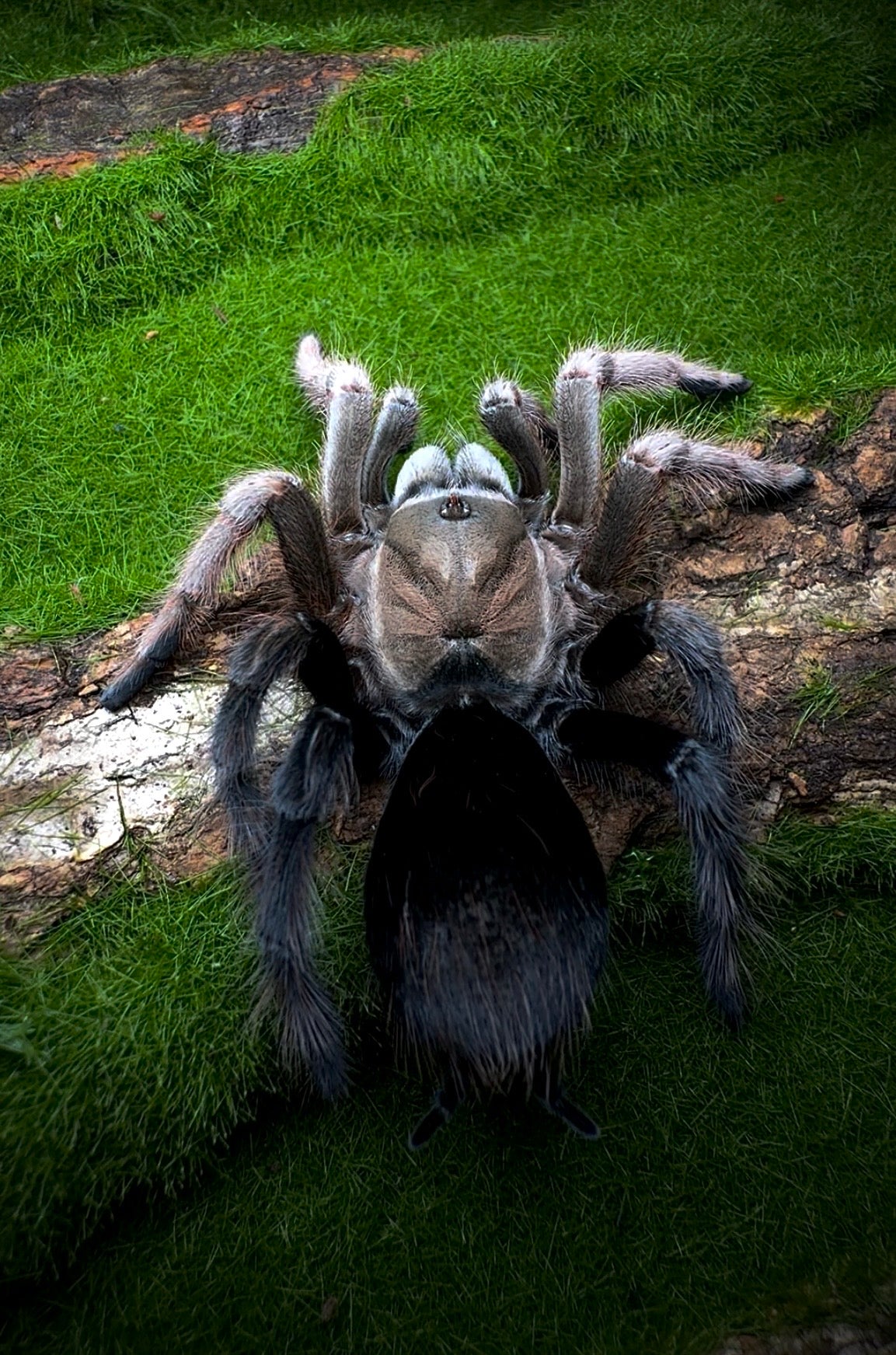 Aphonopelma sp. Diamond Back – Mexican Black & Blonde - Sub-Adult Female For Sale!
