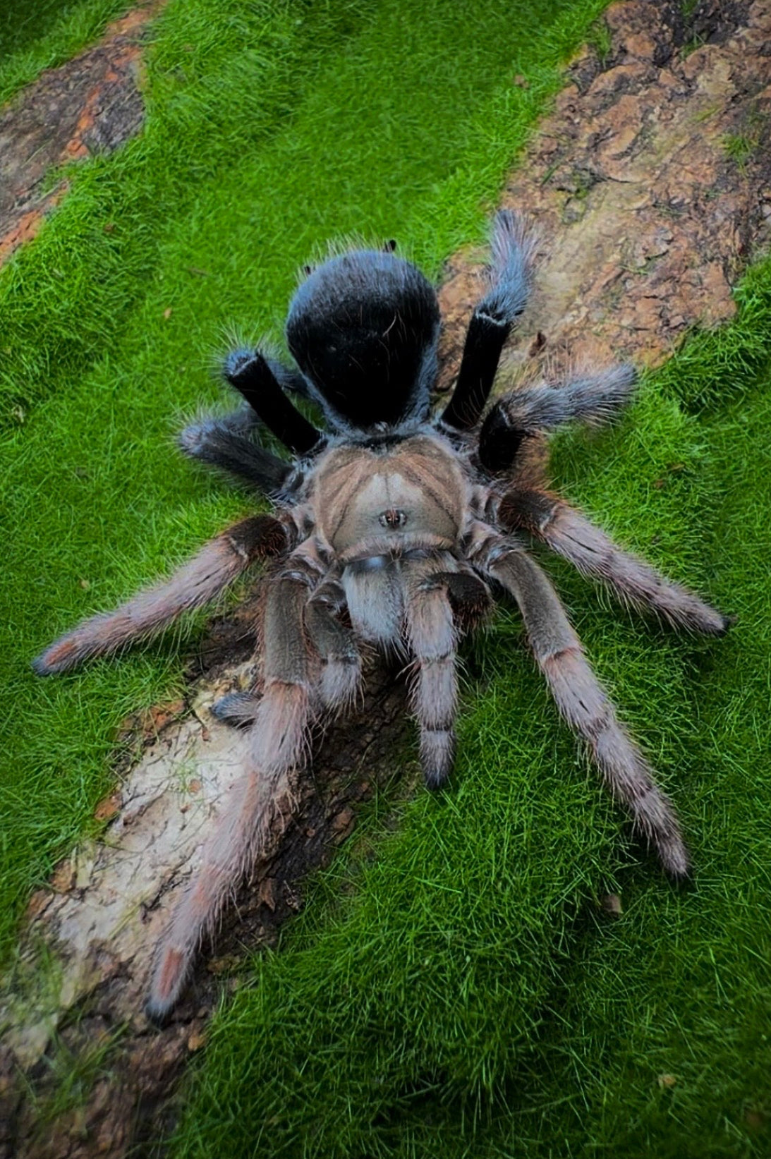Aphonopelma sp. Diamond Back – Mexican Black & Blonde - Sub-Adult Female For Sale!