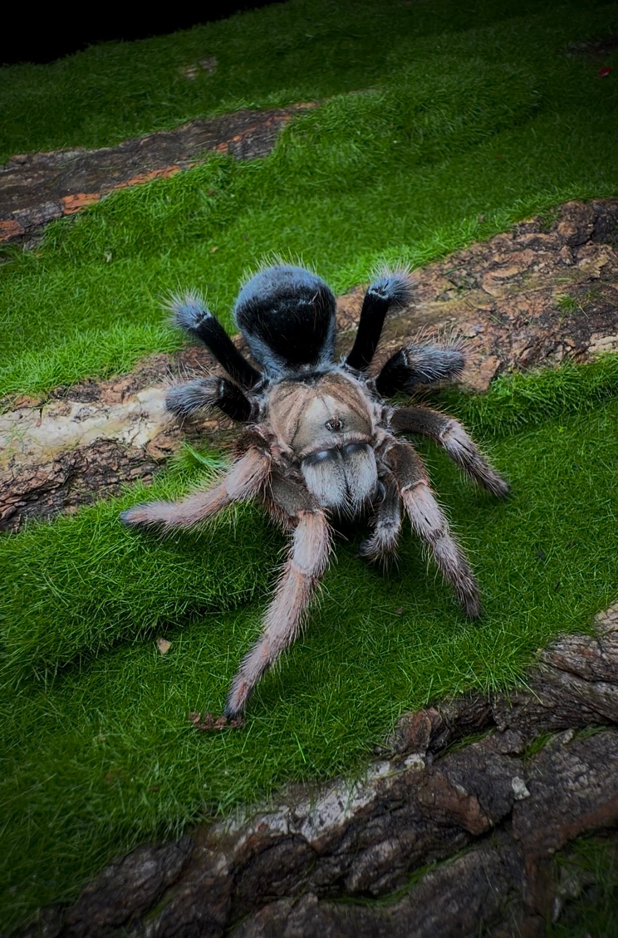 Aphonopelma sp. Diamond Back – Mexican Black & Blonde - Sub-Adult Female For Sale!