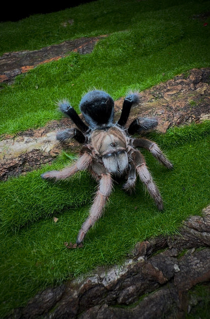 Aphonopelma sp. Diamond Back – Mexican Black & Blonde - Sub-Adult Female For Sale!