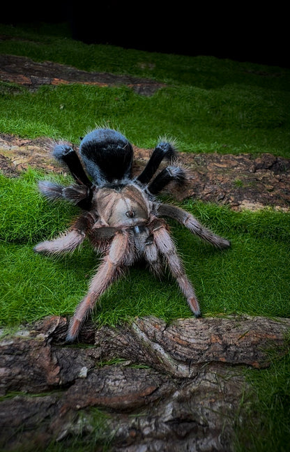 Aphonopelma sp. Diamond Back – Mexican Black & Blonde - Sub-Adult Female For Sale!