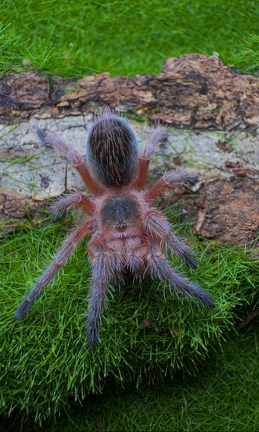 🎁 Free With Orders 1500+ - Grammostola Concepcion - 1+ inch Well Started!