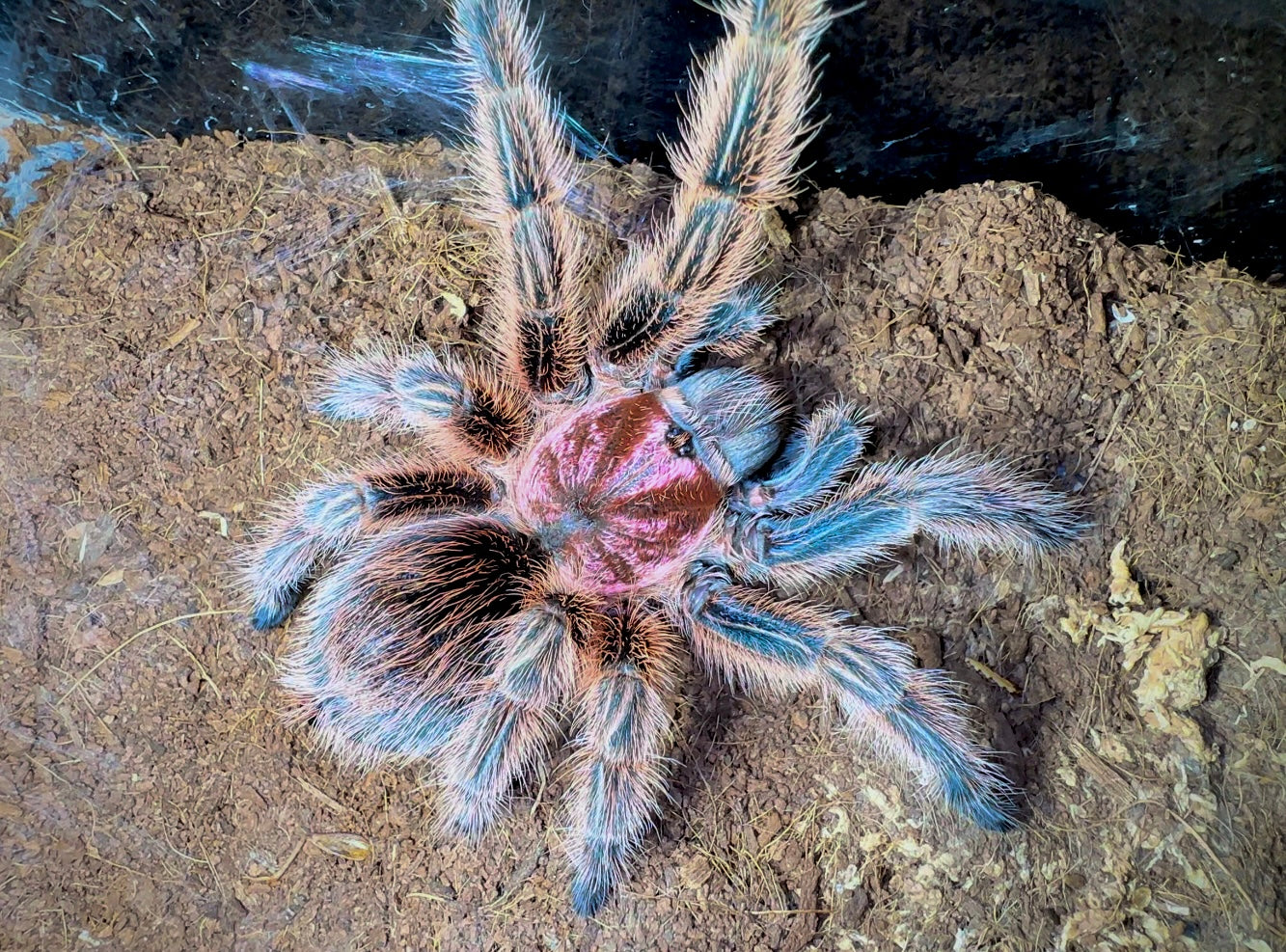 Tarantulas For Sale – Page 5 – Westside Tarantulas