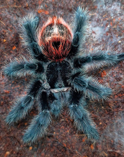 Grammostola iheringi - Brazilian Black and Red - In STOCK!