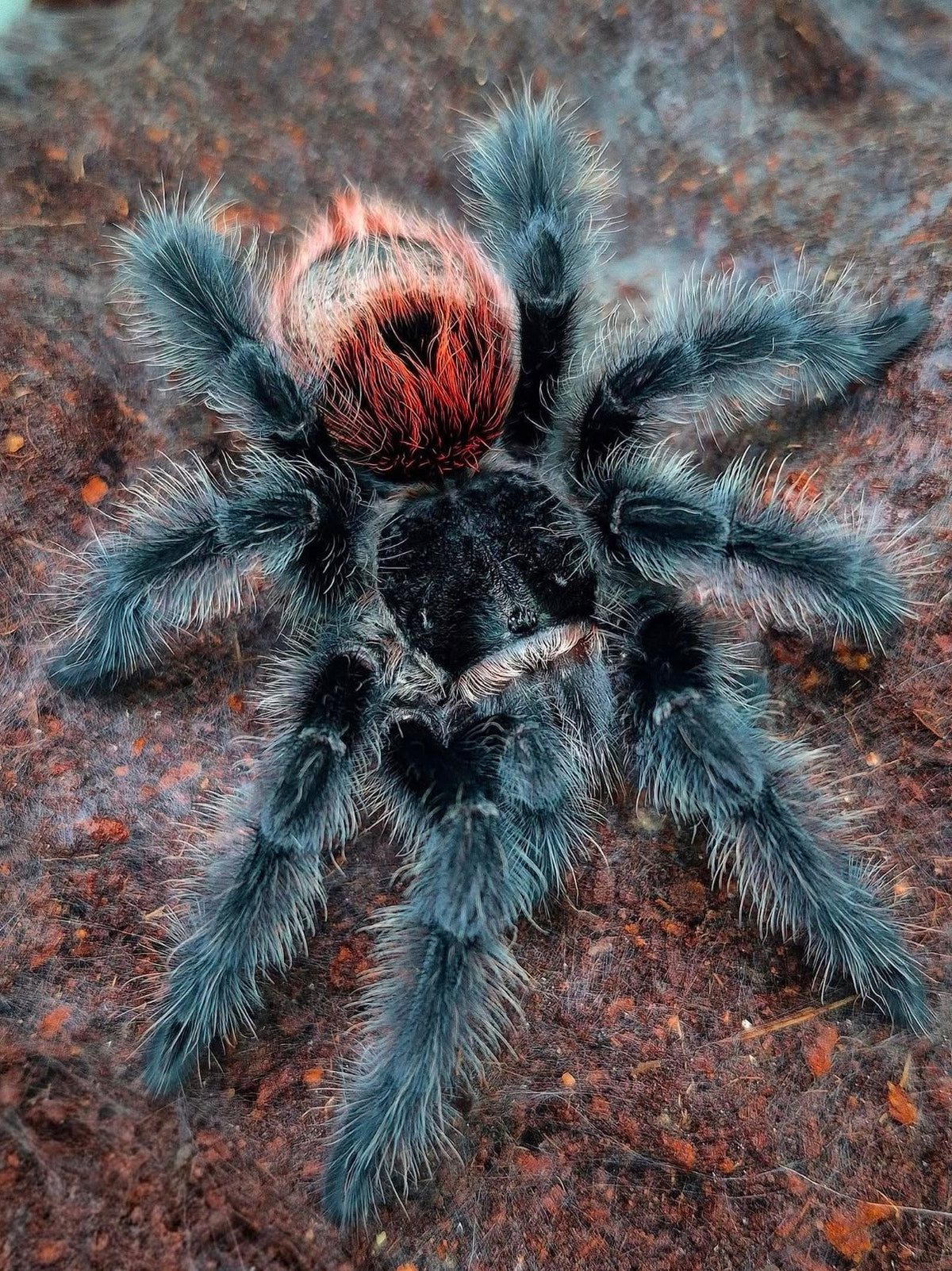 Grammostola iheringi - Brazilian Black and Red - In STOCK!
